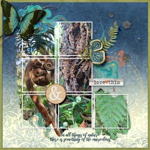 hapu'u-all-stages-webv.jpg