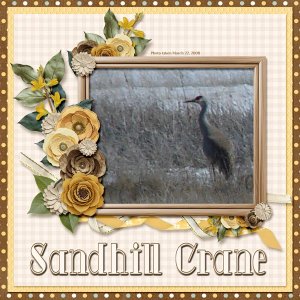 08-03-Sandhill Crane small.jpg