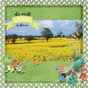 Fields with Rapeseed