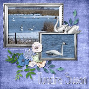 08-03-Tundra Swan small.jpg