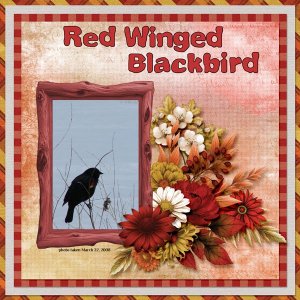 08-03-Red Winged Blackbird small.jpg