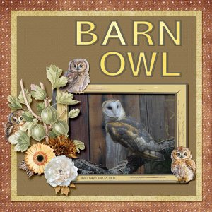 08-06-Barn Owl small.jpg