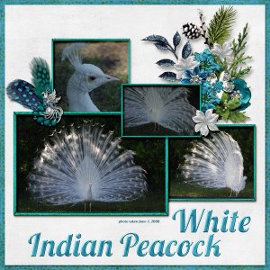 08-06-White Indian Peacock small.jpg