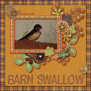 08-06-Barn Swallow small.jpg