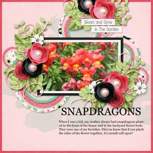 Snapdragons.jpg