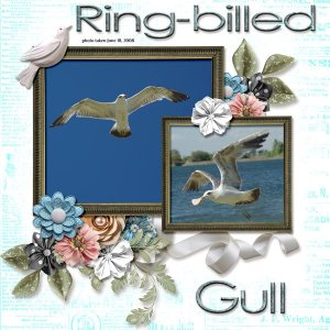 08-06-Ring-billed Gull small.jpg