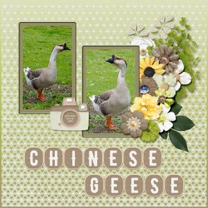 08-06-Chinese Geese small.jpg