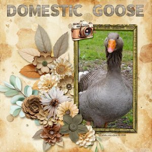 08-06-Deomestic Goose small.jpg