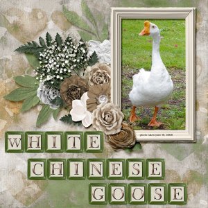 08-06-White Chinese Goose small.jpg