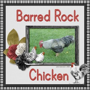 08-07-Barred Rock Chicken small.jpg