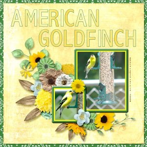 08-07-American Goldfinch small.jpg
