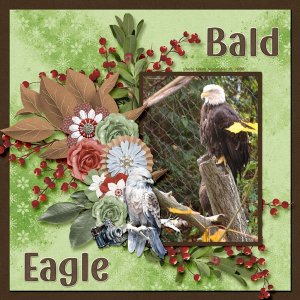 08-11-Bald Eagle small.jpg