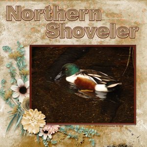 08-11-Northern Shoveler small.jpg