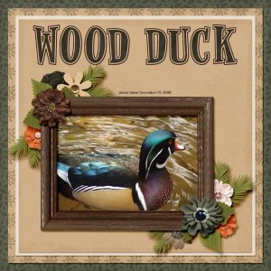 08-11-Wood Duck small.jpg