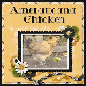 08-11-Ameraucana Chicken small.jpg
