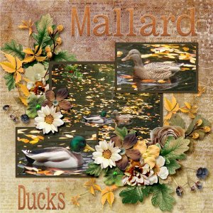 08-11-Mallard Ducks small.jpg