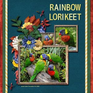 08-11-Rainbow Lorikeet small.jpg