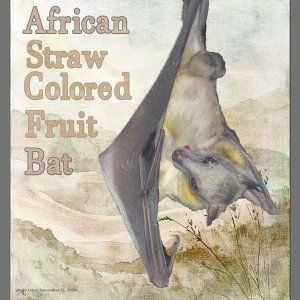 08-11-African Straw-colored Fruit Bat small.jpg