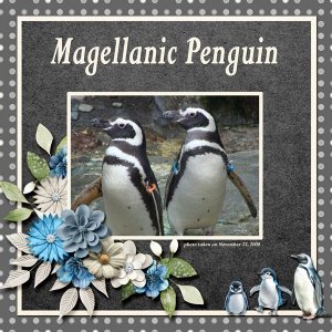 08-11-Magellanic Penguin small.jpg