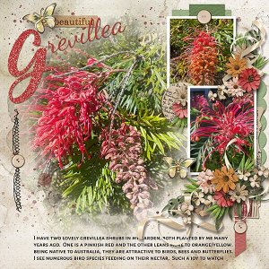 Grevillea-copyweb.jpg