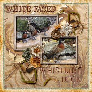 08-11-White Faced Whistling Duck small.jpg