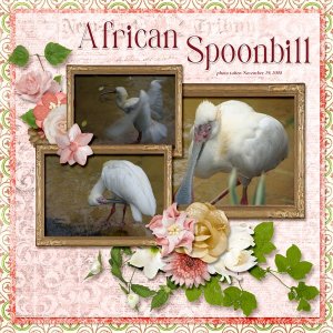 08-11-African Spoonbill small.jpg