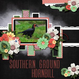 08-11-Southern Ground Hornbill small.jpg