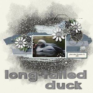 08-11-Long-tailed Duck small.jpg