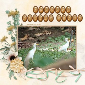 09-07-Western Cattle Egret small.jpg