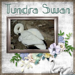 09-04-Tundra Swan small.jpg