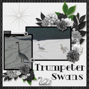 09-01-Trumpeter Swans small.jpg