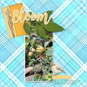 March-mystery-flower-webv.jpg