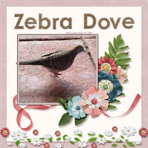 09-07-Zebra Dove small.jpg