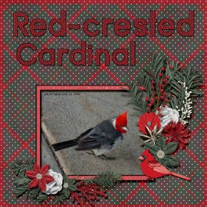 09-07-Red-crested Cardinal small.jpg