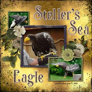 09-06-Steller's Sea Eagle small.jpg