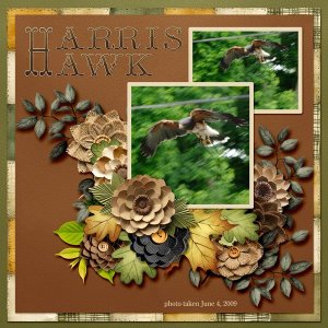 09-06-Harris Hawk small.jpg