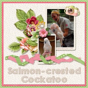 09-06-Salmon-crested Cockatoo small.jpg