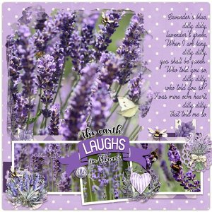Lavender