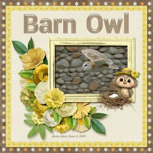 09-06-Barn Owl small.jpg