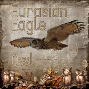 09-06-Eurasian Eagle Owl small.jpg