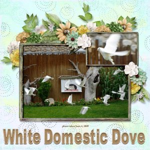 09-06-White Domestic Doves small.jpg