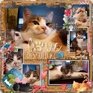 LoveRescuedMe_ollitko_600.jpg