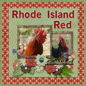 09-10-Rhode Island Red small.jpg