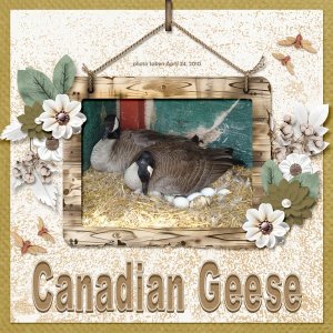 10-04-Canadian Geese small.jpg