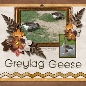 10-04-Greylag Geese small.jpg