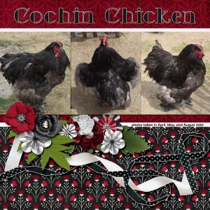 10-04-Cochin Chicken small.jpg