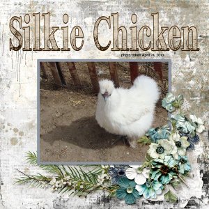 10-04-Silkie Chicken small.jpg