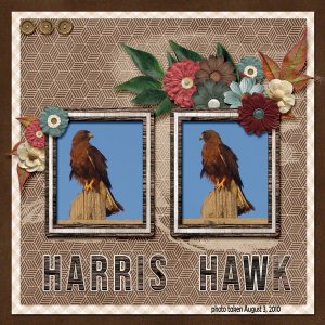 10-08-Harris Hawk small.jpg