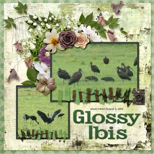 10-08-Glossy Ibis small.jpg