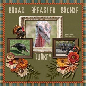 10-08-Broad Breasted Bronze Turkey small.jpg